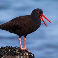 simplebird