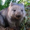 Wombat