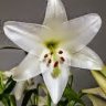 Liliacea