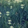 Franzi_1987
