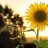 sunset221