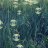 Franzi_1987